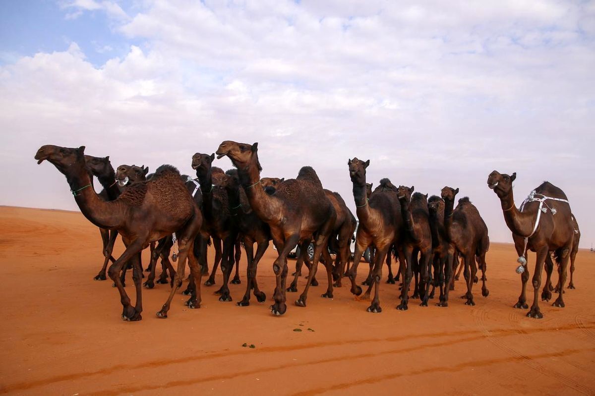 عربستان دستور اخراج این شترها را صادر کرد!