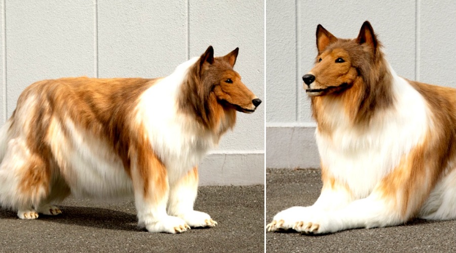 راه رفتن با ظاهر سگ در خیابان؛ مرد ژاپنی به آرزویش رسید (روزیاتو)