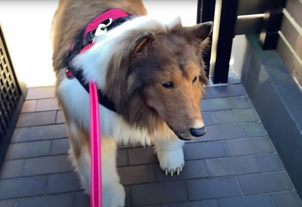 راه رفتن با ظاهر سگ در خیابان؛ مرد ژاپنی به آرزویش رسید (روزیاتو)