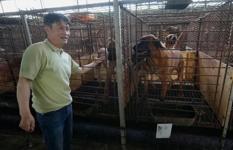 بحث داغ خوردن یا نخوردن گوشت سگ در کره جنوبی