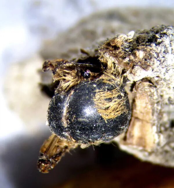 کشف عجیب و باورنکردنی مومیایی ۳ هزار ساله زنبور