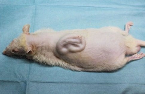 رشد گوش انسان روی بدن موش عجیب‌الخلقه‌! 