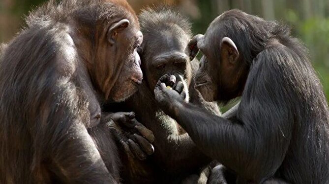تکامل شانه و آرنج میمون چه تاثیری بر انسان گذاشت؟
