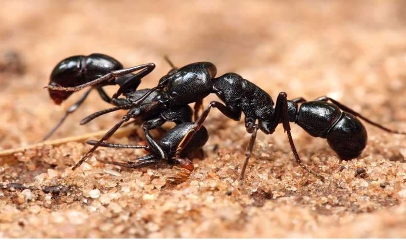 چه عاملی مورچه‌ها را به سرباز یا آذوقه‌جمع‌کن تبدیل می‌کند؟ (زومیت)