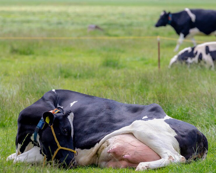 گاوی که شیر کم چرب تولید می‌کند!