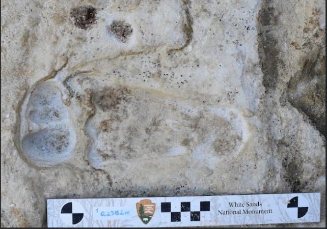 تایید شد: قدیمی‌ترین ردپای انسان در آمریکای شمالی حداقل ۲۱۵۰۰ سال قدمت دارد (یک پزشک)