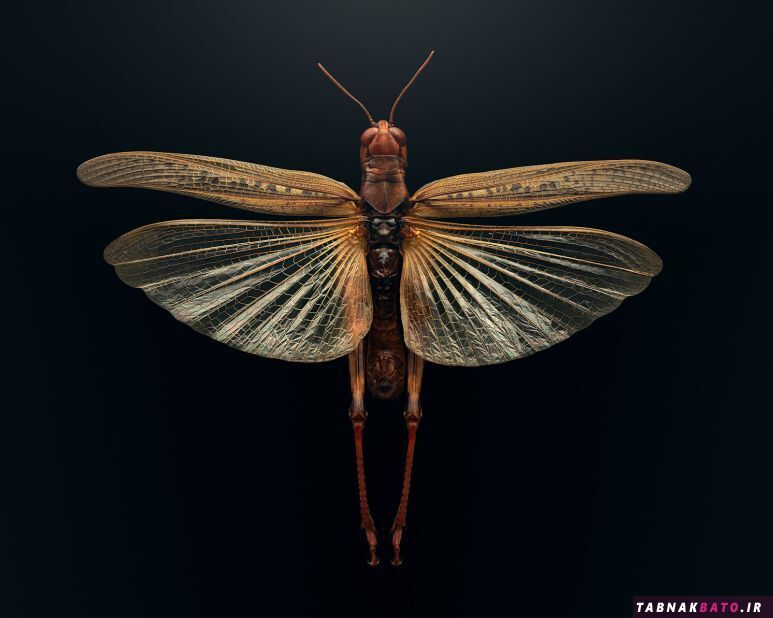 تصاویر فوق العاده نزدیک حشرات را به گونه‌ای نشان می‌دهد که قبلاً آن‌ها را ندیده اید