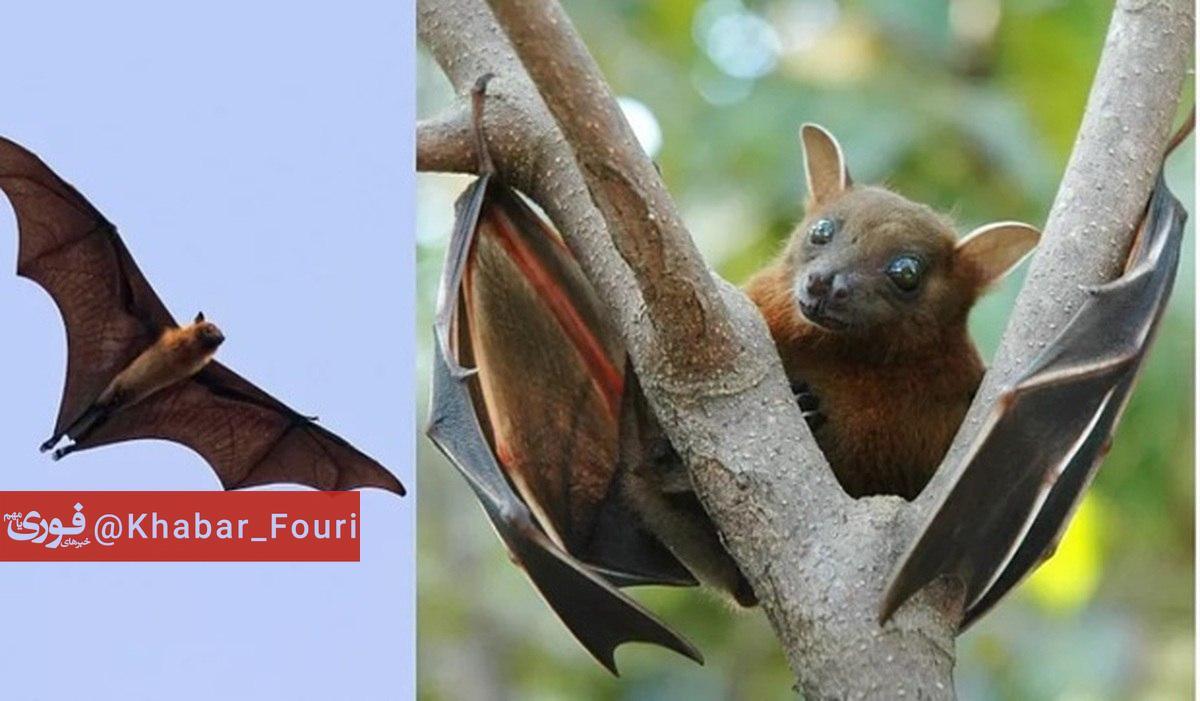 وحشت در هند در پی شیوع یک بیماری از خفاش