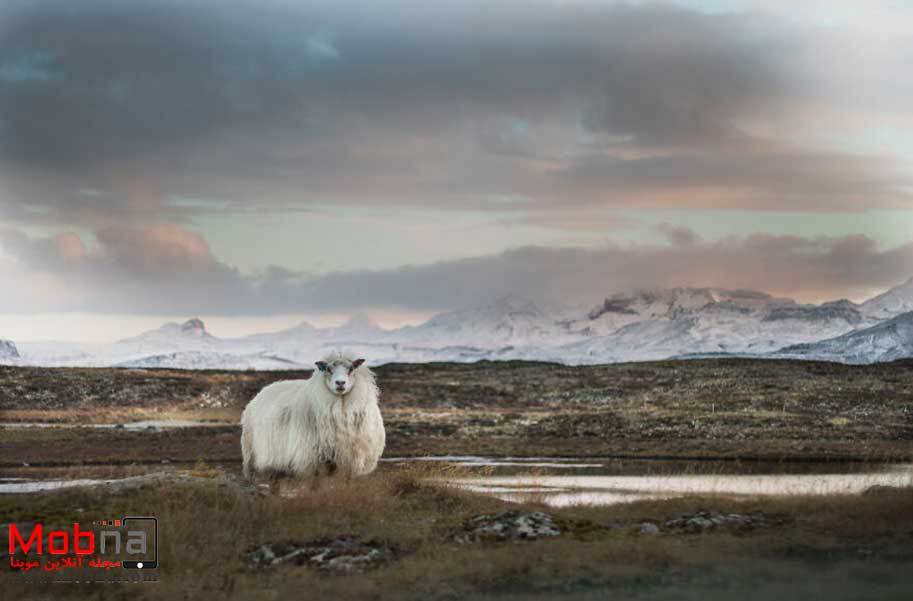 چند لحظه آرامش در سرمای ایسلند (موبنا)