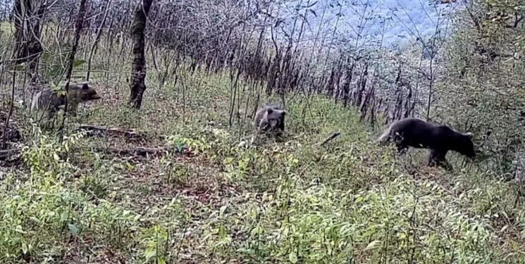 مشاهده یک خرس قهوه‌ای به همراه دو توله در این استان