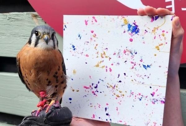 پرندۀ شکاری که با نقاشی‌هایش مشهور شده است (سرپوش)