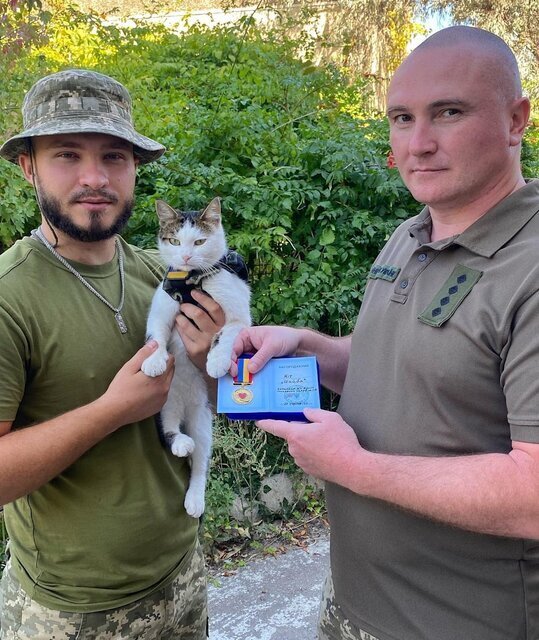 گربه‌ها هم به خط مقدم جنگ در اوکراین اعزام شدند