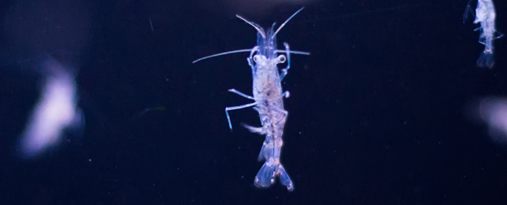 زباله‌های پلاستیکی می‌تواند حیوانات کوچک دریایی را از رابطه جنسی و تولیدمثل موثر بازدارد (یک پزشک)