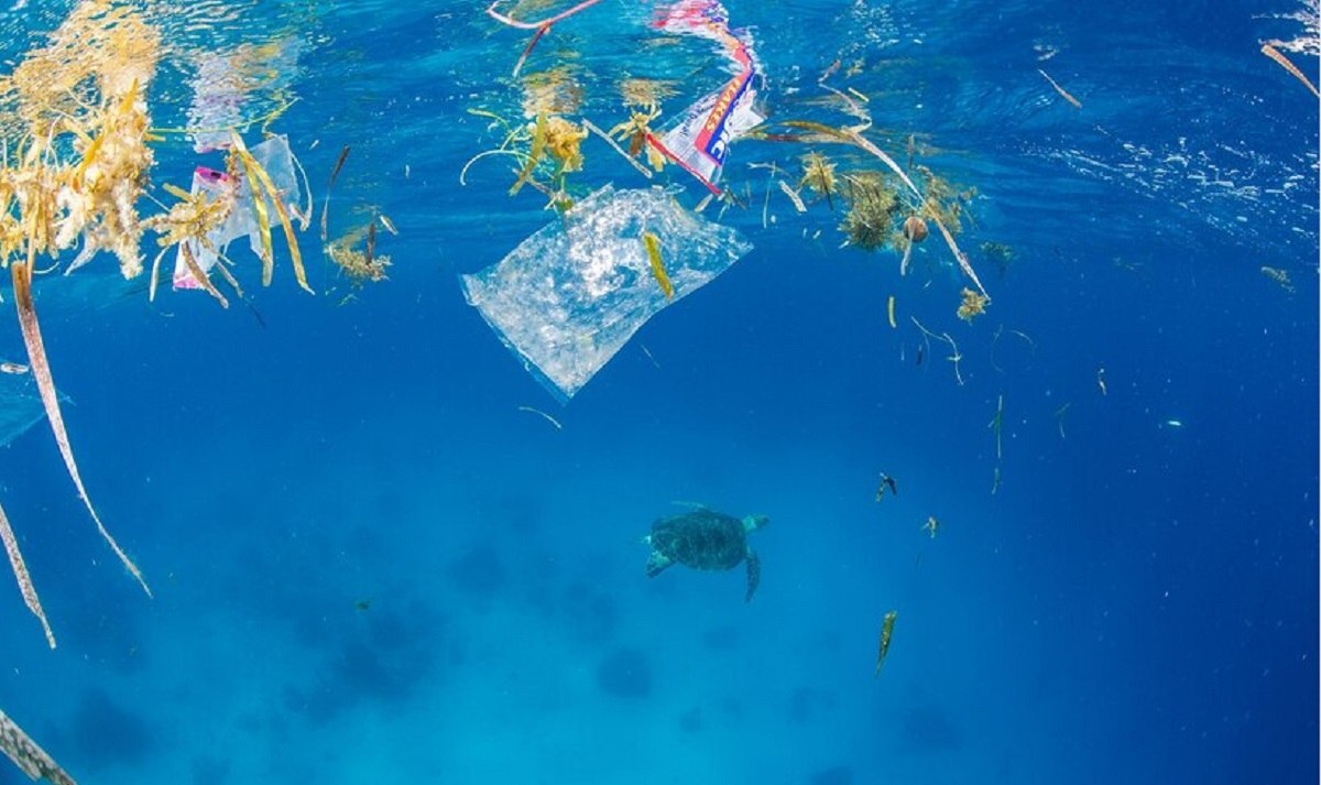 زباله‌های پلاستیکی می‌تواند حیوانات کوچک دریایی را از رابطه جنسی و تولیدمثل موثر بازدارد (یک پزشک)