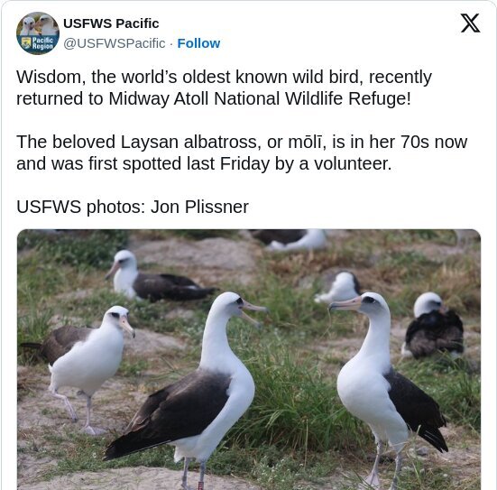 پیرترین پرنده وحشی جهان به جزیره برگشت