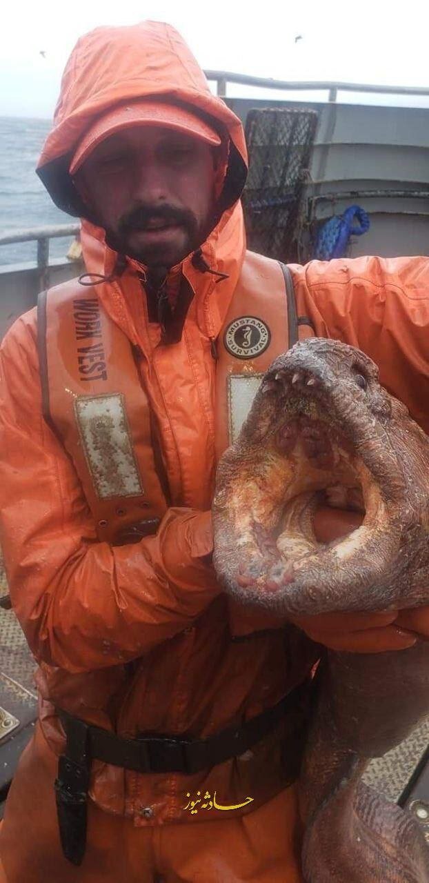شکار هیولا دریا توسط یک ماهی‌گیر