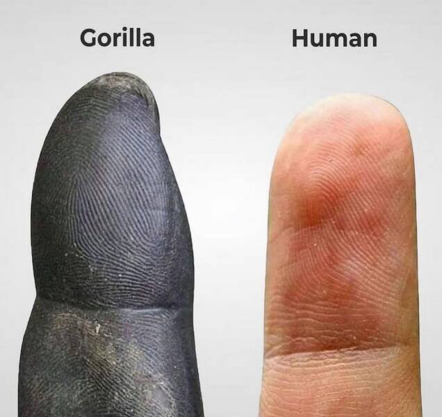 شباهت جالب الگوی اثر انگشت انسان و گوریل