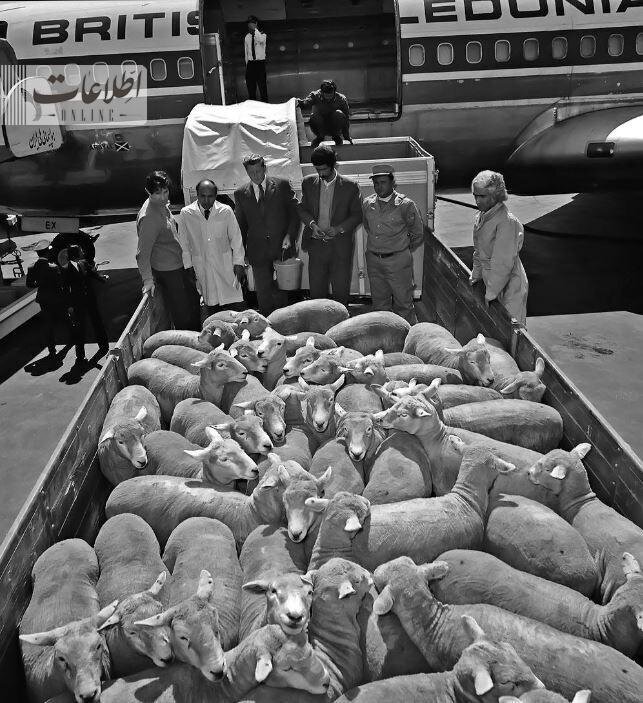 عکس عجیب واردات گوسفند از استرالیا در فرودگاه مهرآباد!