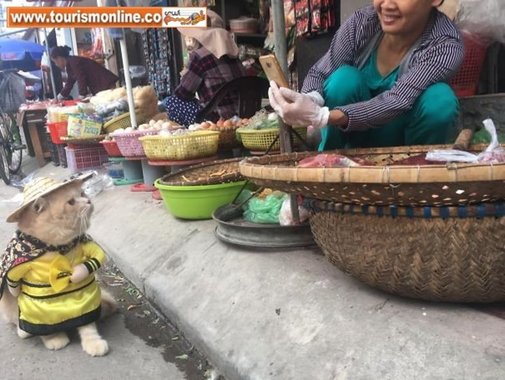 گربه ماهی فروش
