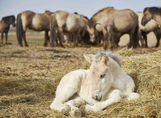 یک اسب تازه متولد شده در منطقه لیلیستاد هلند