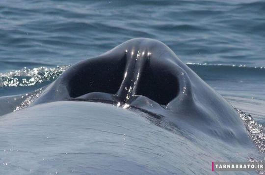 سوراخ بر روی بدن نهنگ آبی