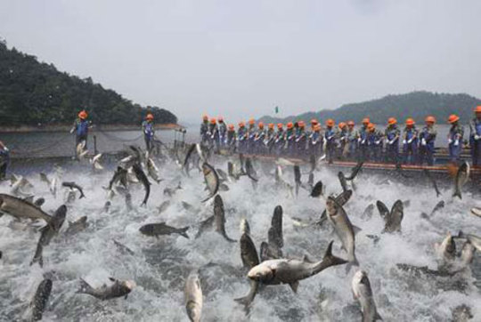 ماهیگیری از دریاچه هزار جزیره چین