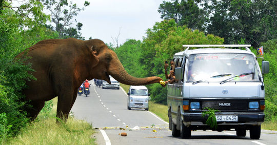 مسافران در جاده ای در سریلانکا در حال تعارف کردن موز به فیل