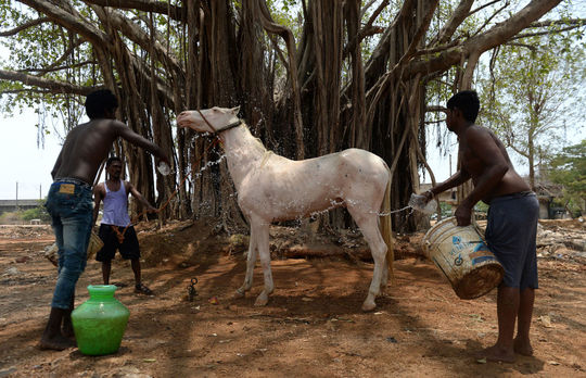 شستشوی اسب در روزی داغ در هند