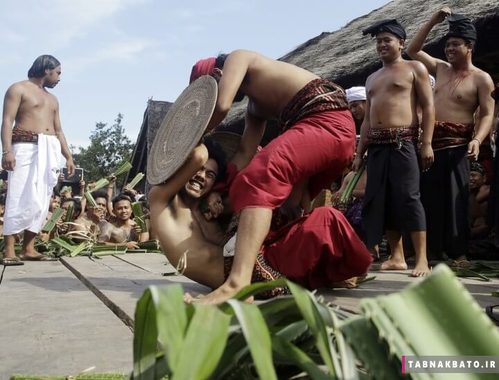 اندونزی: کشتی سالانه با یکدیگر در بالی اندونزی و با استفاده از گیاهان برگ خنجری پاندانوس 