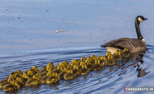 کانادا: مرغابی و جوجه هایش در دریاچه 