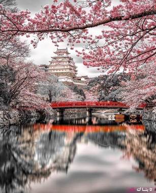 هیمه جی ژاپن یکی از زیباترین قلعه های جهان