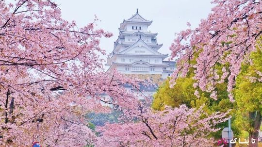 قلعه هیمه جی یکی از زیباترین قلعه های معروف ژاپن که با درختان گیلاس محصور شده و زیبایی دو چندان یافته است
