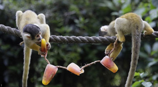 تفریح میمون ها با خوراکی های یخ زده در هوای گرم باغ وحش لندن، انگلیس