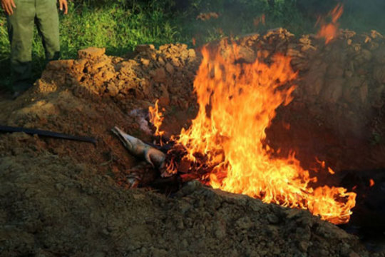 آتش زدن لاشه صدها تمساح سلاخی شده توسط روستاییان اندونزی
