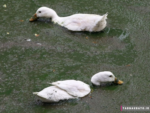 سریلانکا: اردک ها در آب های آلوده و پر از جلبک در دریاچه بیِرا کولومبو 