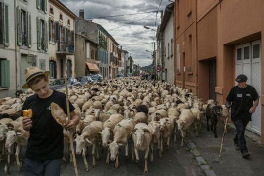 اعتراض دامداران فرانسوی با گوسفندان خود