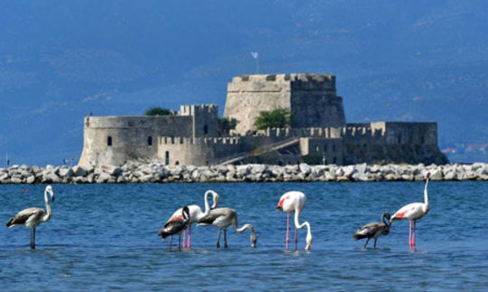 فلامینگوهای مهاجر مقابل یک قلعه در آبهای یونان