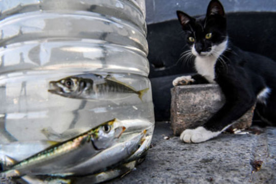 گربه در تماشای ماهی ها در ترکیه