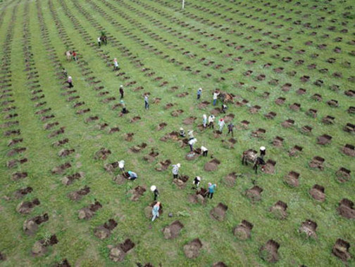 کاشت نهال درخت در یک مزرعه جنگلی در چین / شینهوا
