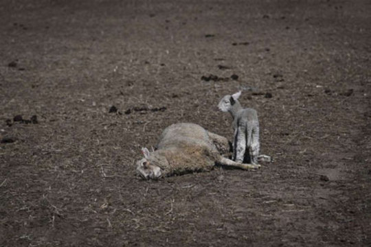 یک بره در کنار مادر مرده اش از خشکسالی در استرالیا