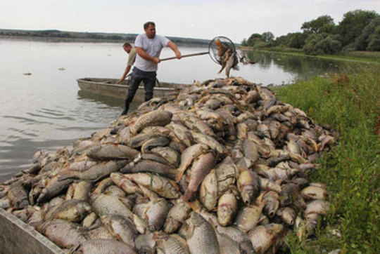 مرگ هزاران ماهی در دریاچه به خاطر گرمای کم سابقه هوا و کمبود اکسیژن / جمهوری چک