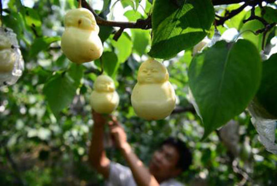 یک کشاورز هنرمند چینی گلابی‌هایی به شکل بودا پرورش داده است