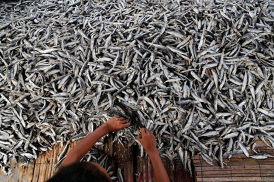 جداسازی ماهی ها برای ارسال به بازار- جاکارتا، اندونزی