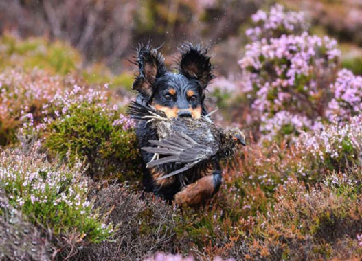 شکار توسط یک سگ در اسکاتلند