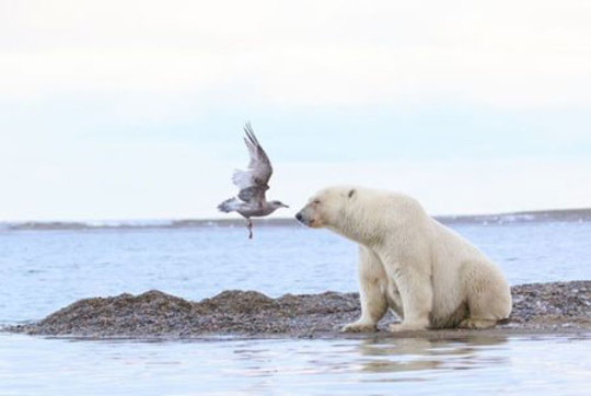 مرغ دریایی در حال فرود در کنار یک خرس قطبی در آلاسکا/ عکس روز وب سایت 