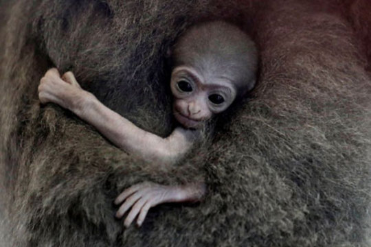 یک میمون گیبون تازه متولد شده در پراگ جمهوری چک