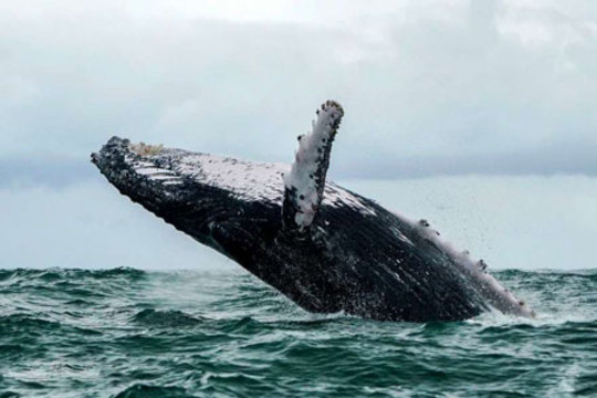 یک نهنگ غول پیکر در اقیانوس آرام