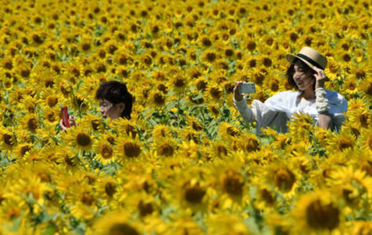 جشنواره گل آفتابگردان در دهکده‌ای در شمال شهر توکیو ژاپن