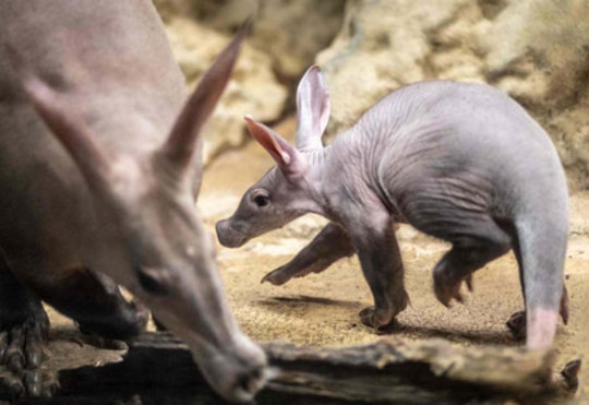 یک موریانه‌خوار تازه متولد شده در باغ وحش فرانکفورت آلمان