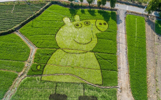 طراحی شخصیت انیمیشن محبوب(پپاپیگ) در مزرعه برنج- استان آنهویی، چین